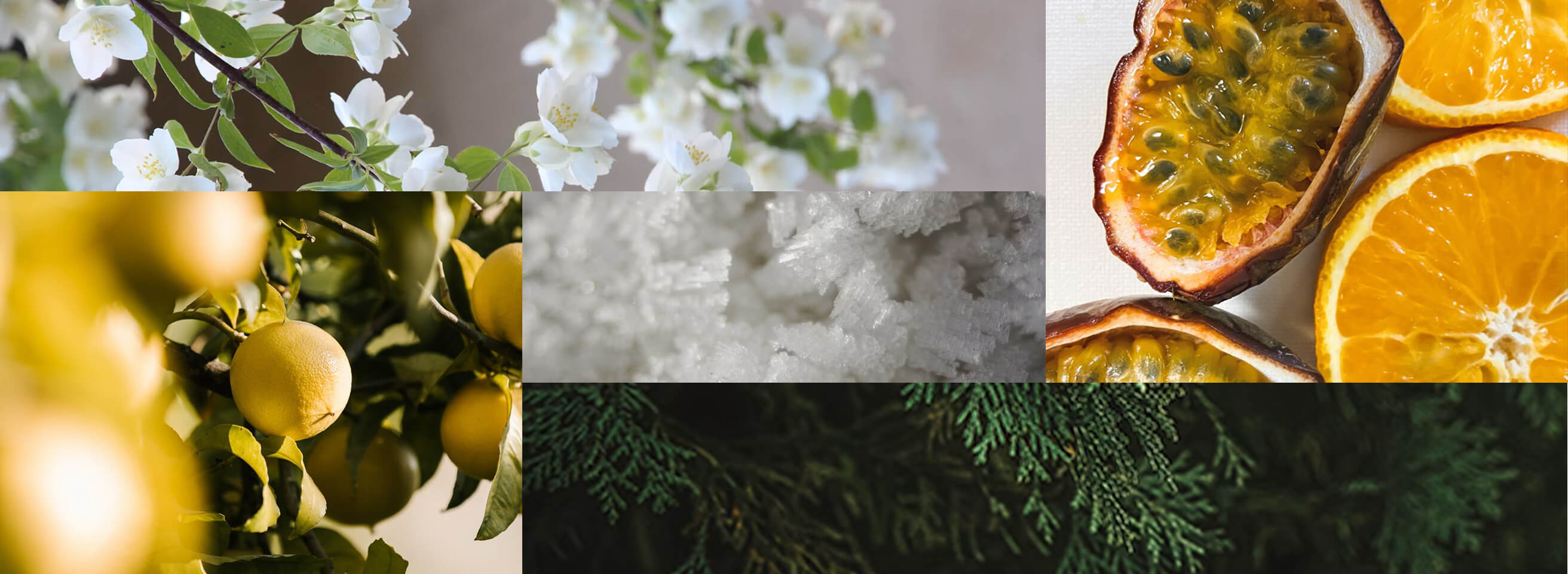 Yuzu Blossom
