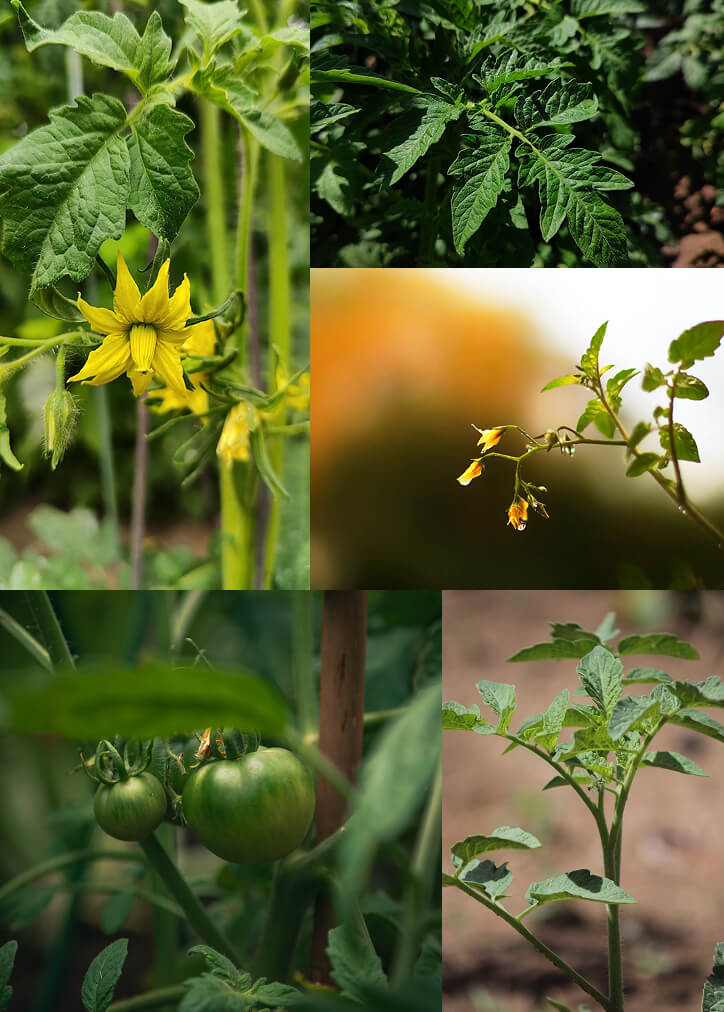 Tomato Vine