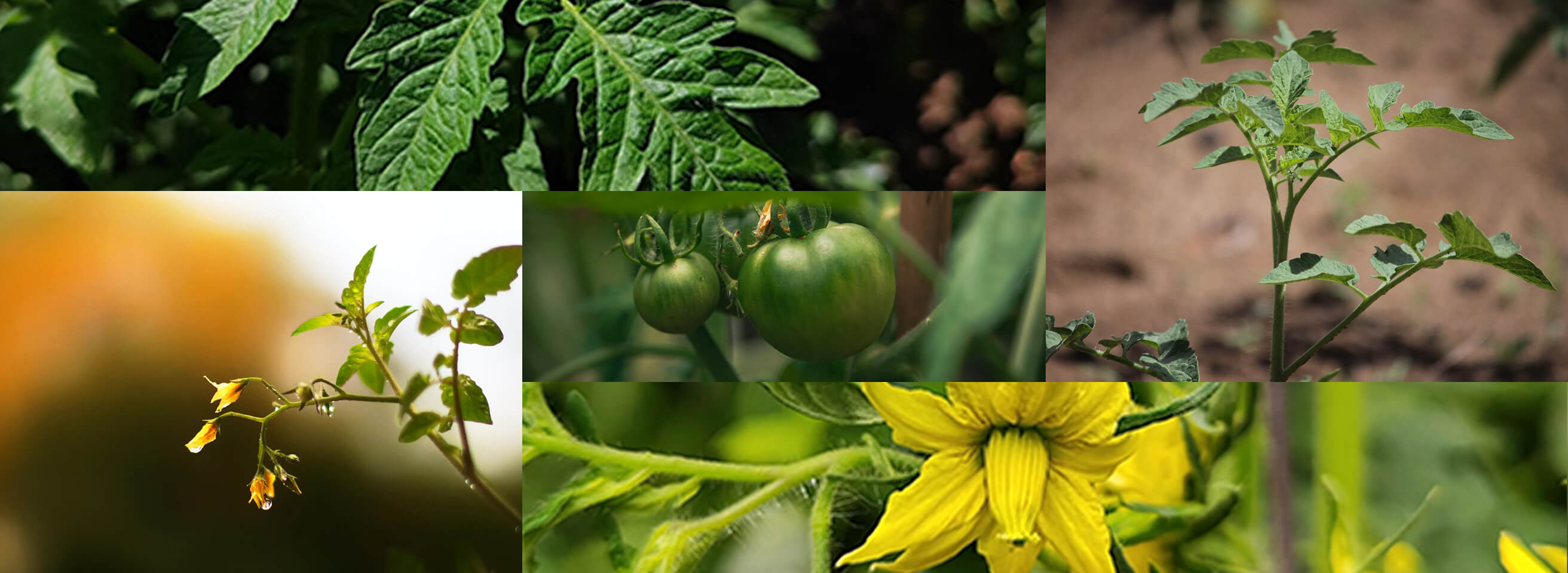 Tomato Vine